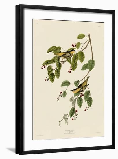 Carbonated Warbler-John James Audubon-Framed Art Print