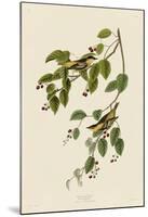 Carbonated Warbler-John James Audubon-Mounted Art Print