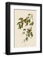 Carbonated Warbler-John James Audubon-Framed Giclee Print