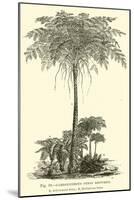 Carboniferous Ferns Restored-null-Mounted Giclee Print