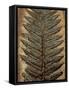 Carboniferous Fossil Fern-Kevin Schafer-Framed Stretched Canvas