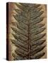 Carboniferous Fossil Fern-Kevin Schafer-Stretched Canvas