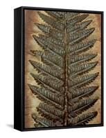 Carboniferous Fossil Fern-Kevin Schafer-Framed Stretched Canvas