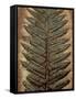 Carboniferous Fossil Fern-Kevin Schafer-Framed Stretched Canvas