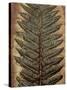 Carboniferous Fossil Fern-Kevin Schafer-Stretched Canvas