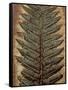 Carboniferous Fossil Fern-Kevin Schafer-Framed Stretched Canvas