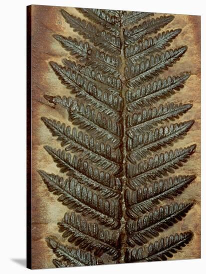 Carboniferous Fossil Fern-Kevin Schafer-Stretched Canvas