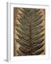 Carboniferous Fossil Fern-Kevin Schafer-Framed Premium Photographic Print