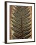 Carboniferous Fossil Fern-Kevin Schafer-Framed Premium Photographic Print
