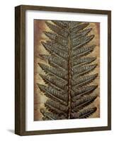 Carboniferous Fossil Fern-Kevin Schafer-Framed Photographic Print