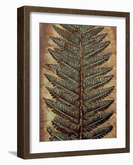 Carboniferous Fossil Fern-Kevin Schafer-Framed Photographic Print