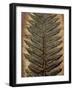 Carboniferous Fossil Fern-Kevin Schafer-Framed Photographic Print