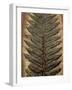 Carboniferous Fossil Fern-Kevin Schafer-Framed Photographic Print