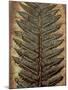 Carboniferous Fossil Fern-Kevin Schafer-Mounted Photographic Print