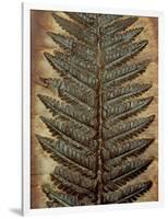 Carboniferous Fossil Fern-Kevin Schafer-Framed Photographic Print