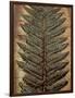 Carboniferous Fossil Fern-Kevin Schafer-Framed Photographic Print