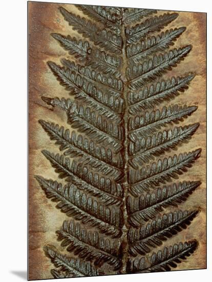 Carboniferous Fossil Fern-Kevin Schafer-Mounted Photographic Print