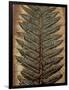 Carboniferous Fossil Fern-Kevin Schafer-Framed Photographic Print