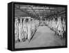 Carcases of Meat Hang from Hooks in the Huge Refrigerated Rooms of the Chicago Stockyards-null-Framed Stretched Canvas