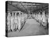 Carcases of Meat Hang from Hooks in the Huge Refrigerated Rooms of the Chicago Stockyards-null-Stretched Canvas