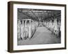 Carcases of Meat Hang from Hooks in the Huge Refrigerated Rooms of the Chicago Stockyards-null-Framed Photographic Print