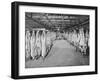 Carcases of Meat Hang from Hooks in the Huge Refrigerated Rooms of the Chicago Stockyards-null-Framed Photographic Print