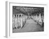 Carcases of Meat Hang from Hooks in the Huge Refrigerated Rooms of the Chicago Stockyards-null-Framed Photographic Print