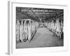 Carcases of Meat Hang from Hooks in the Huge Refrigerated Rooms of the Chicago Stockyards-null-Framed Photographic Print