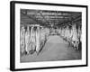 Carcases of Meat Hang from Hooks in the Huge Refrigerated Rooms of the Chicago Stockyards-null-Framed Photographic Print