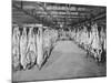 Carcases of Meat Hang from Hooks in the Huge Refrigerated Rooms of the Chicago Stockyards-null-Mounted Photographic Print