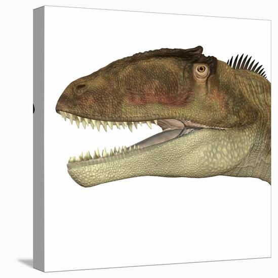 Carcharodontosaurus Dinosaur Head-Stocktrek Images-Stretched Canvas