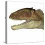 Carcharodontosaurus Dinosaur Head-Stocktrek Images-Stretched Canvas