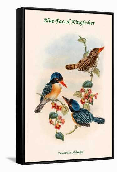 Carcineutes Melanops - Blue-Faced Kingfisher-John Gould-Framed Stretched Canvas