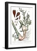 Cardamom, 1735-Elizabeth Blackwell-Framed Giclee Print