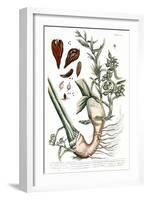 Cardamom, 1735-Elizabeth Blackwell-Framed Giclee Print