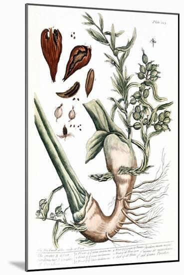 Cardamom, 1735-Elizabeth Blackwell-Mounted Giclee Print