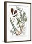 Cardamom, 1735-Elizabeth Blackwell-Framed Giclee Print