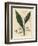 Cardamom, Elettaria Cardamomum-James Sowerby-Framed Giclee Print