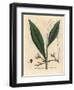 Cardamom, Elettaria Cardamomum-James Sowerby-Framed Giclee Print