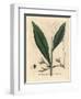 Cardamom, Elettaria Cardamomum-James Sowerby-Framed Giclee Print