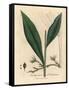 Cardamom, Elettaria Cardamomum-James Sowerby-Framed Stretched Canvas