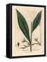 Cardamom, Elettaria Cardamomum-James Sowerby-Framed Stretched Canvas