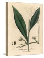 Cardamom, Elettaria Cardamomum-James Sowerby-Stretched Canvas