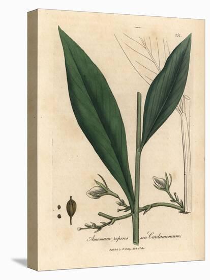 Cardamom, Elettaria Cardamomum-James Sowerby-Stretched Canvas