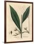 Cardamom, Elettaria Cardamomum-James Sowerby-Framed Giclee Print