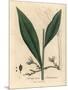 Cardamom, Elettaria Cardamomum-James Sowerby-Mounted Giclee Print