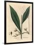 Cardamom, Elettaria Cardamomum-James Sowerby-Framed Giclee Print