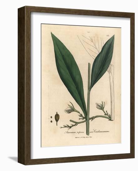 Cardamom, Elettaria Cardamomum-James Sowerby-Framed Giclee Print