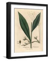 Cardamom, Elettaria Cardamomum-James Sowerby-Framed Giclee Print