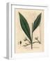 Cardamom, Elettaria Cardamomum-James Sowerby-Framed Giclee Print